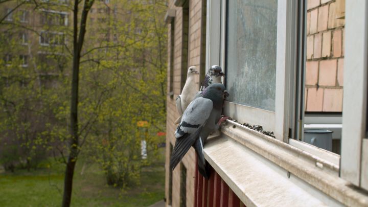 How to Stop Birds From Pecking at Your Windows