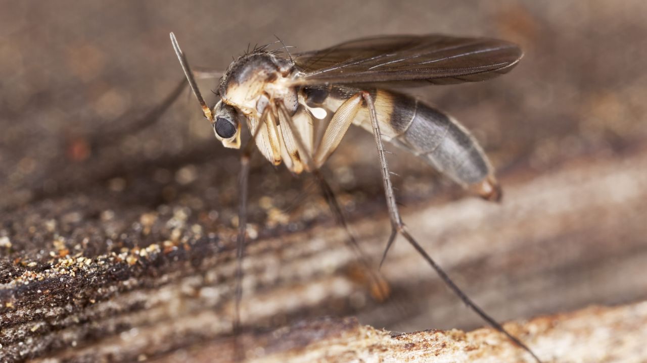 How to Kill Fruit Flies and Their Lookalikes