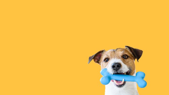 Should You Really Only Buy Blue Dog Toys?