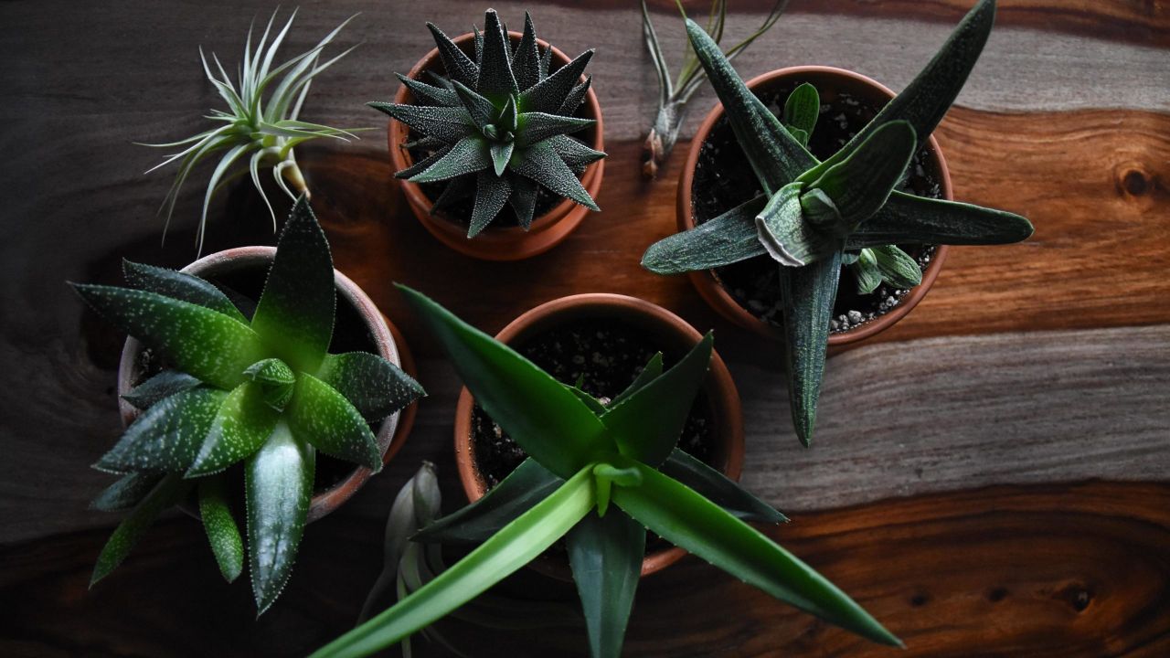 How to Safely Move Your Houseplants to Your New Place