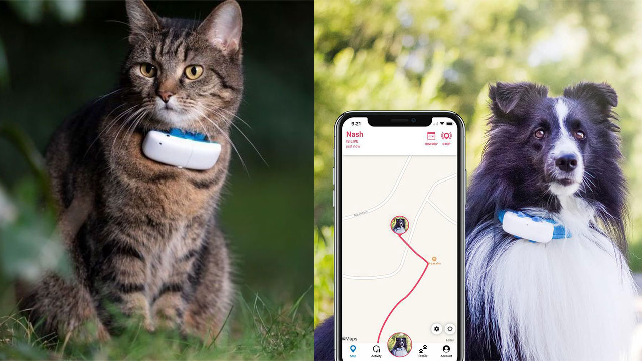 If Your Furry Friend’s Gone AWOL, These Pet GPS Trackers Are on Sale