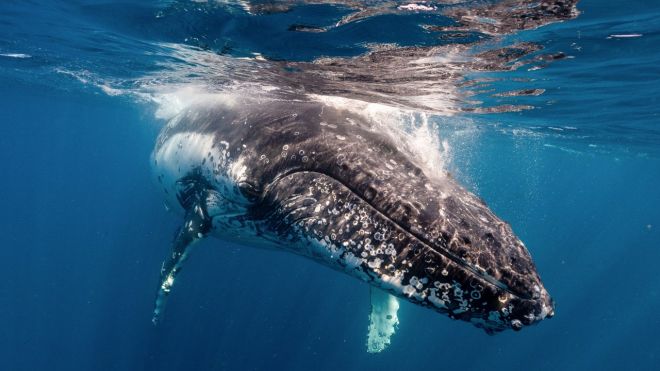 Australia’s Whale Season Is Coming, Here’s Where You Can Spot Them