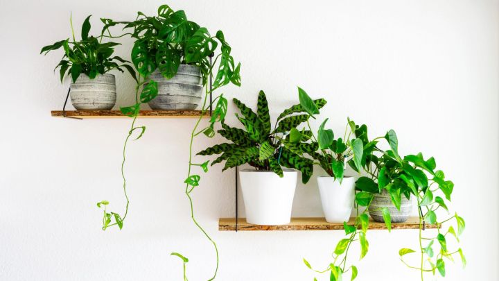 How to Pick Environmentally Friendly Houseplants, Because Yours Aren’t