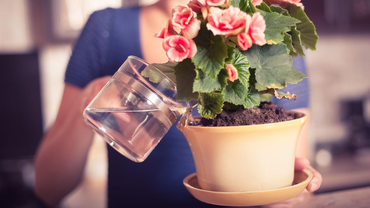 Should You ‘Water’ Your Plants With Leftover Coffee (and Other Drinks)?