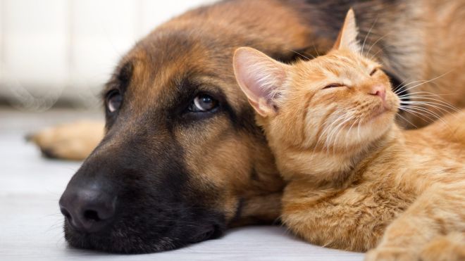 How to Avoid Getting Common Illnesses Spread by Pets