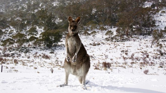 The Top 4 Places to Ski, Sled and See Snow in Australia This Winter