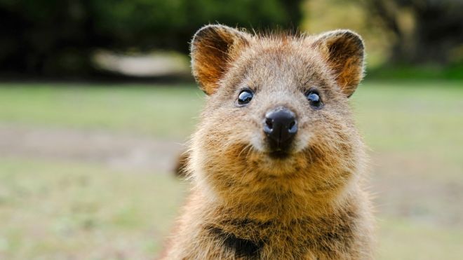 These Cheap Perth Flights Will Make Your Quokka Selfie Dreams a Reality