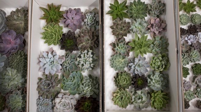 How to Keep a Succulent Alive, Because It’s Trickier Than You Think