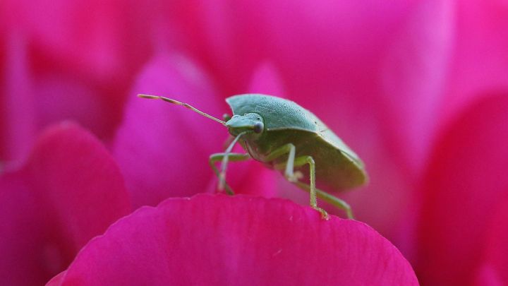 How to Keep Bugs Off Your Indoor Plants