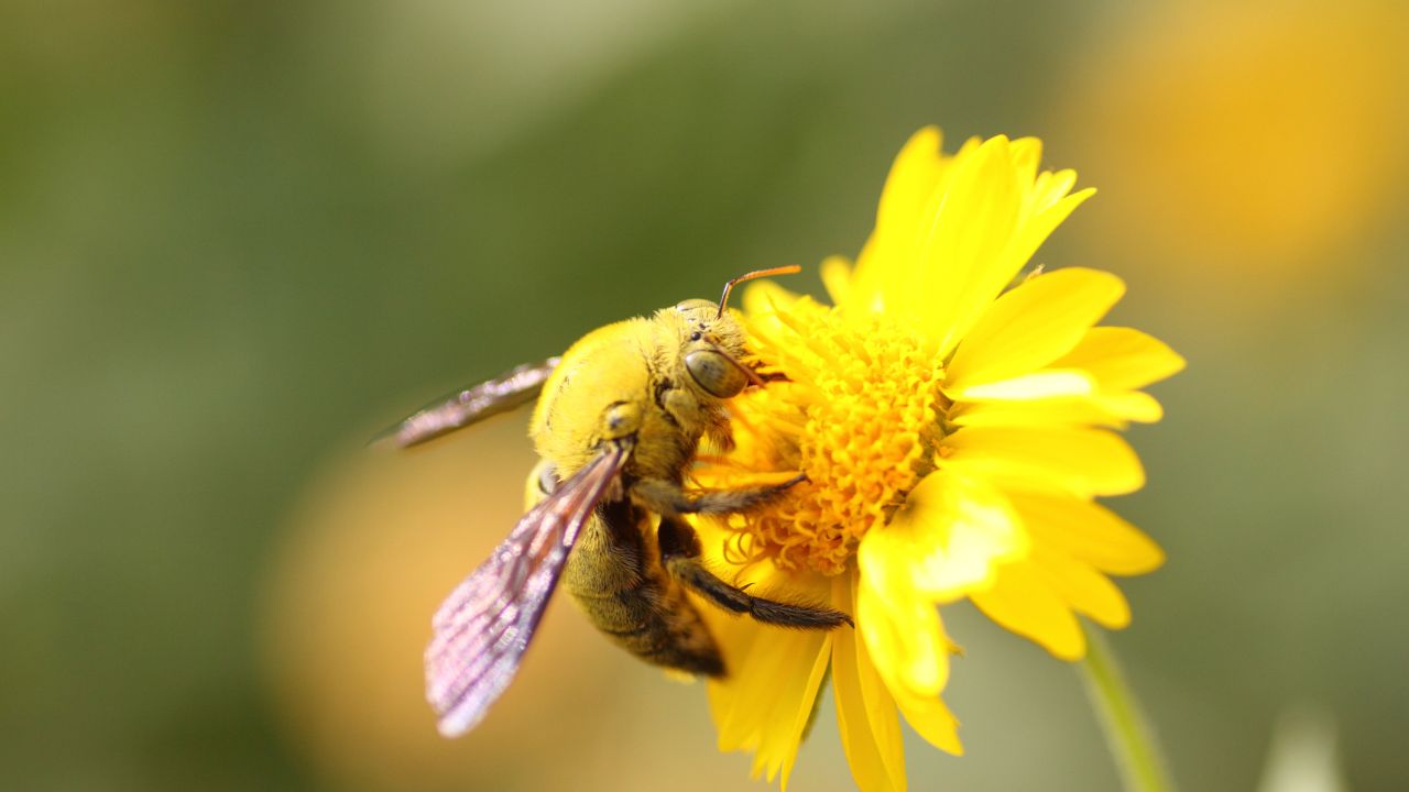 World Bee Day 2021: How To Create a Bee-Friendly Garden