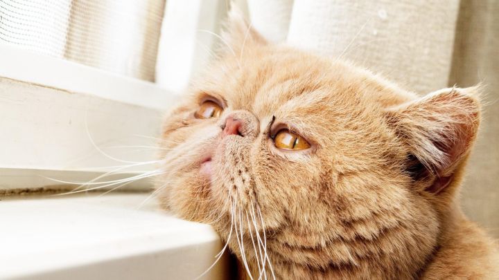 You Should Download This Free Toolkit If You Have a Sick or Older Cat