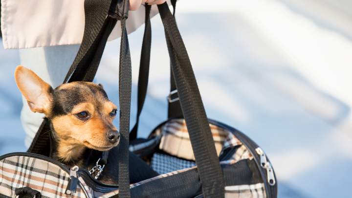 Can You Take Your Fur Babies on Public Transport in Australia?