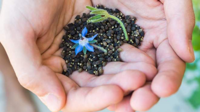 Plant These Quick-Sprouting Seeds If You Want a Garden as Fast as Possible