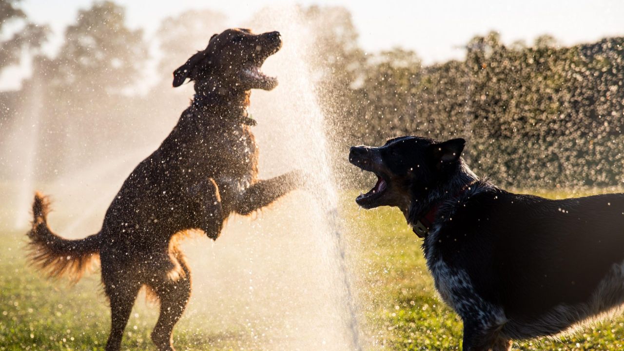 Dogs Can Suffer Heatstroke, and Other Things to Know About Keeping Your Pet Cool in the Summer