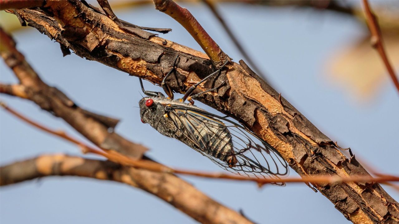 Cicadas Are Land Prawns, and Other Allergy Cross Reactions You Should Know About