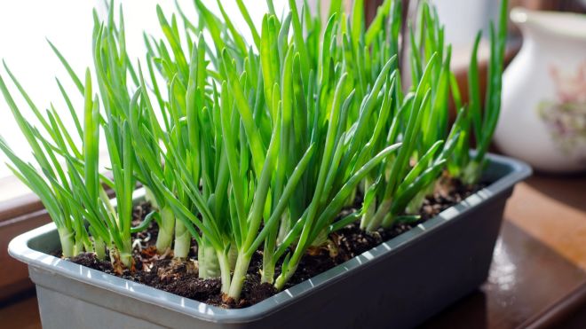 Why You Should Plant Your Windowsill Spring Onions Instead of Leaving Them in Water