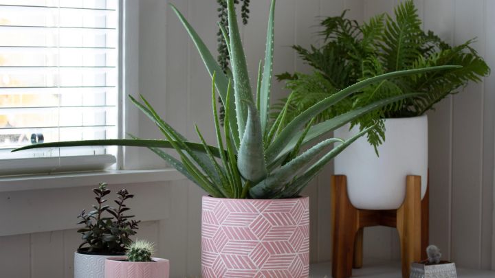 How to Grow Aloe Vera, Because It’s Easier Than You Think