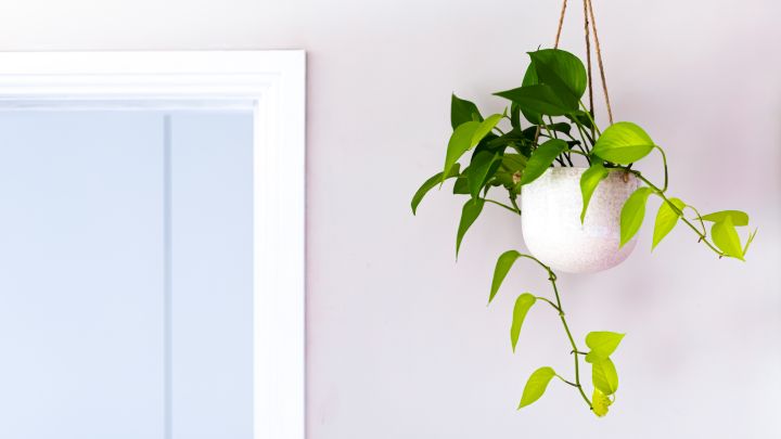 The 5 Easiest House Plants for Beginners
