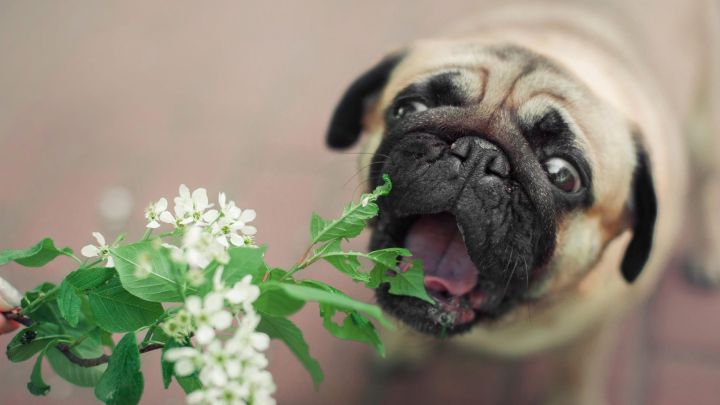 How to Tell If a Plant Is Toxic to Pets Before You Buy It