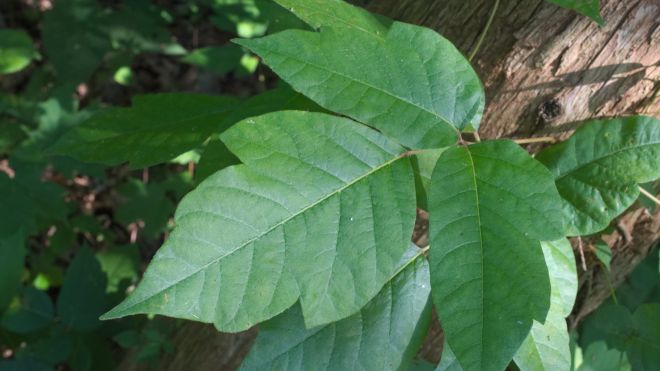 How to Really Recognise Poison Ivy, Beyond ‘Leaves of Three, Let It Be’