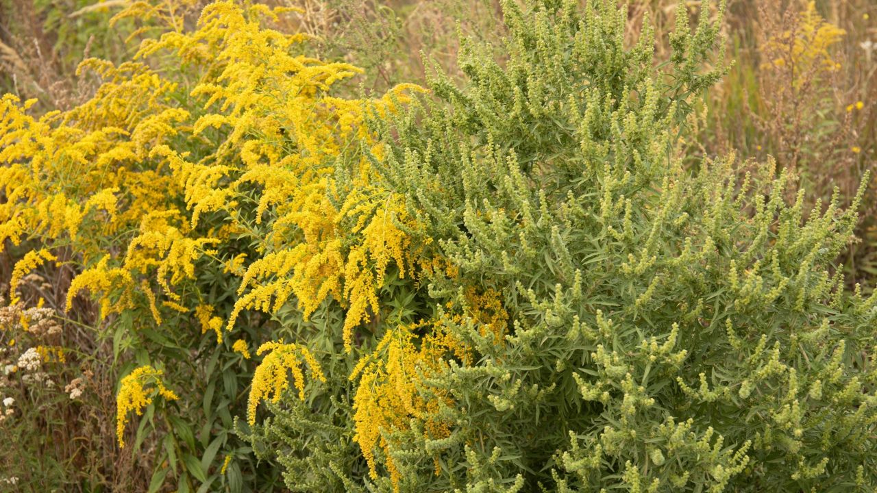 The Difference Between Ragweed and Goldenrod, and What It Means for Your Allergies
