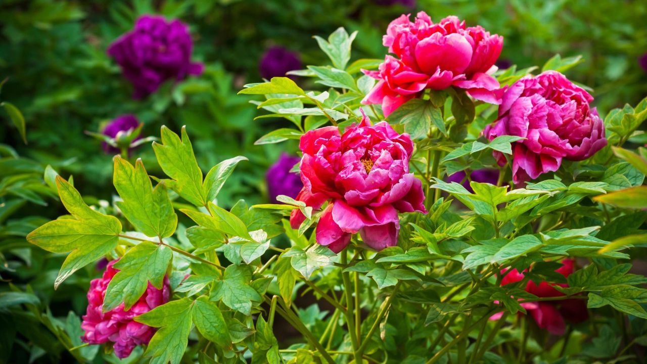 Plant These Hay-Fever-Friendly Flowers to Cut Down on Summer Sneezing