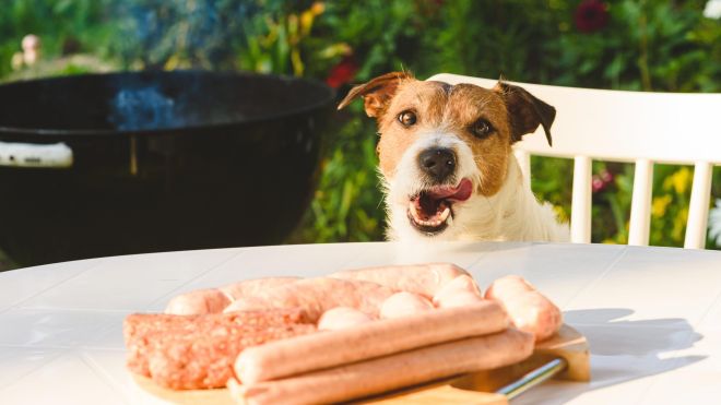 Dogs Shouldn’t Eat Hot Dogs, and Other Pet-Unsafe Barbecue Foods