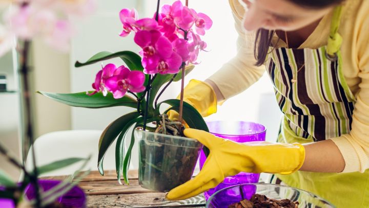 How to Grow Orchids Without Killing Them