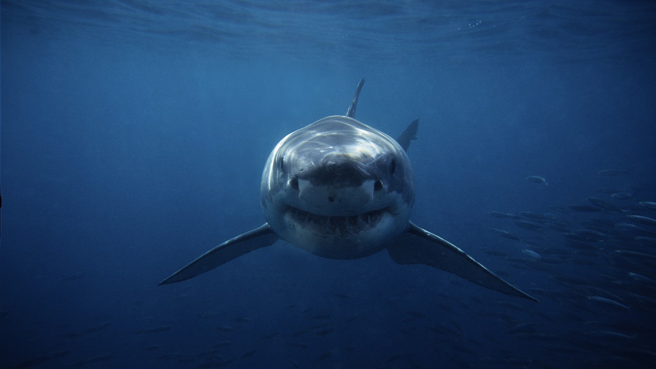 Sink Your Teeth into These Docos for Shark Week 2021