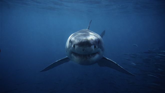 Sink Your Teeth into These Docos for Shark Week 2021