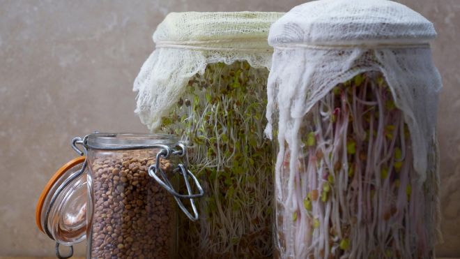 Grow Your Own Sprouts in a Mason Jar