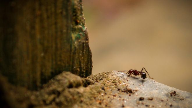 The Difference Between Termites and Ants, and How to Tell Them Apart