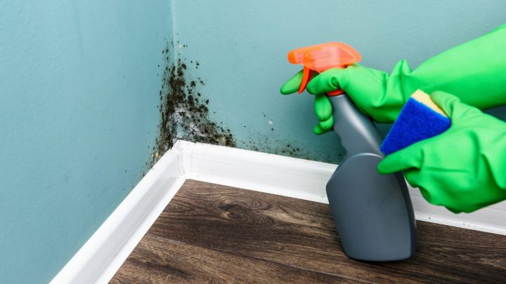 5 Ways to Clean Mould From the Most Important Surfaces In Your Home