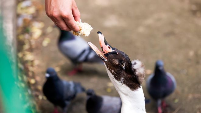 Feeding the Ducks Is Bad, Actually