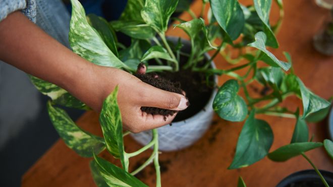 Don’t Let Your Indoor Plant Down With the Wrong Pot