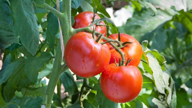 Pick the Tomatoes at the Bottom of Your Plant First
