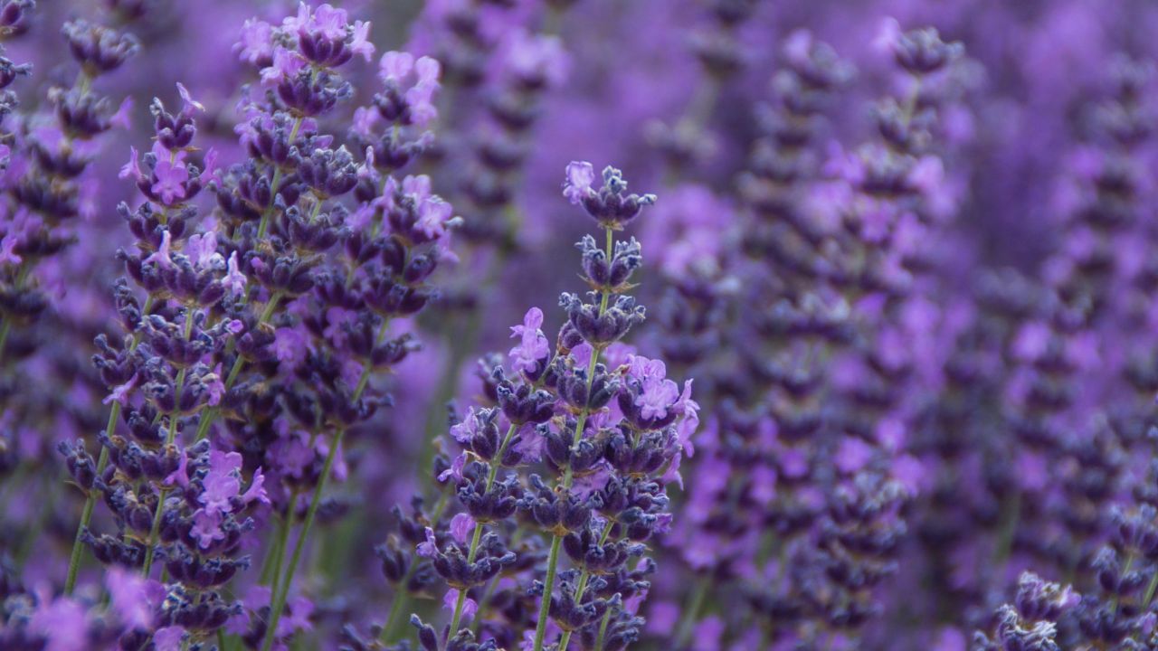 The Difference Between French and English Lavender, And Which Variety to Plant in Your Garden