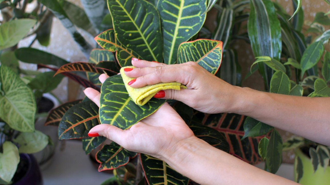 You Should Be Cleaning Your Indoor Plants