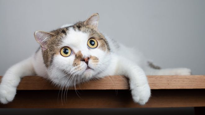 6 of the Most Bizarre Cat Behaviours (and Why They Do Them)