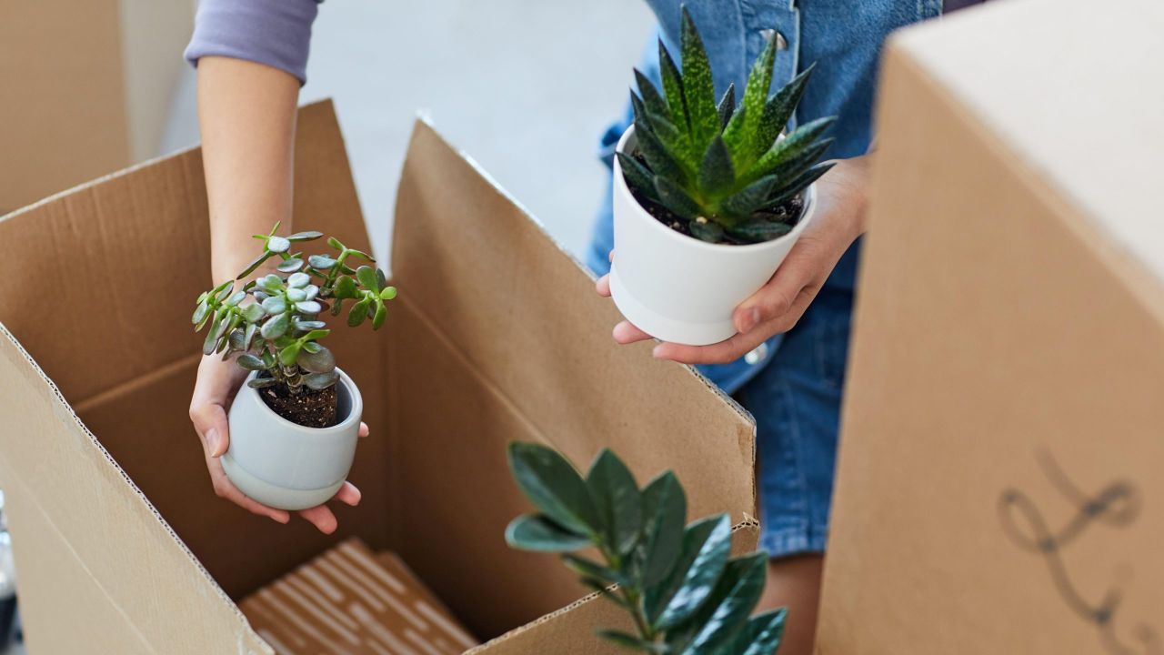 How to Move Plants to Your New Home Without Killing Them