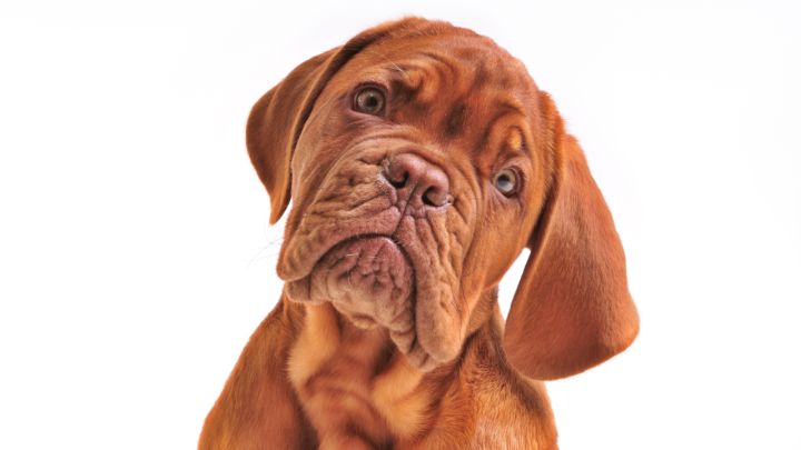 Why Your Dog Gets So Confused by These 8 Things We All Do