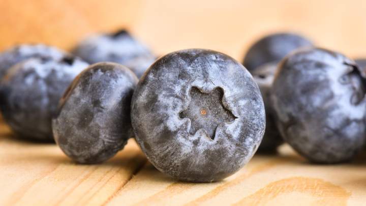 How to Grow a Blueberry Bush in Your Home