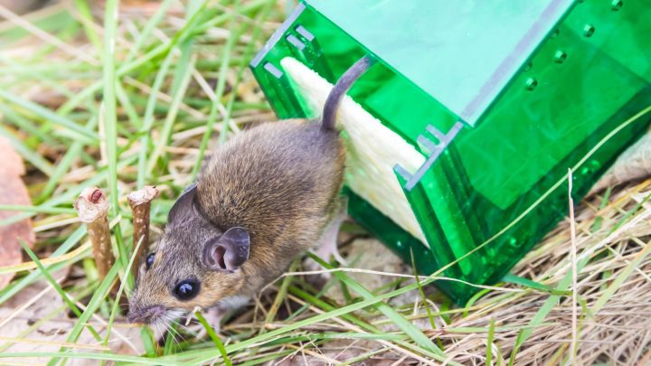 What Is Humane Pest Control, and How Does It Work?