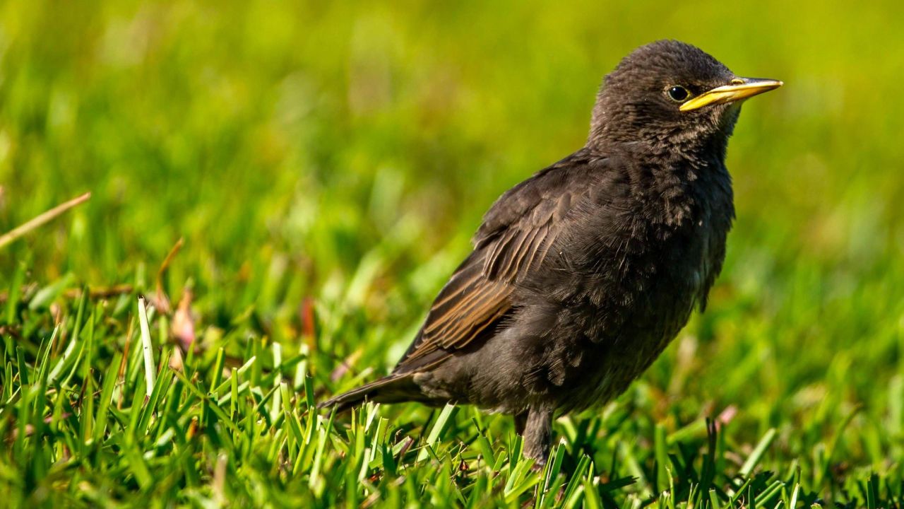 Fledgling Birds Don’t Need to Be ‘Rescued’