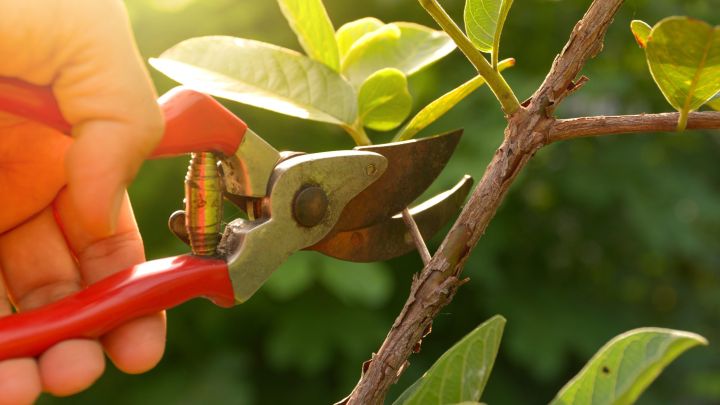 The Different Pruning Techniques, and Why Every Gardener Should Know Them