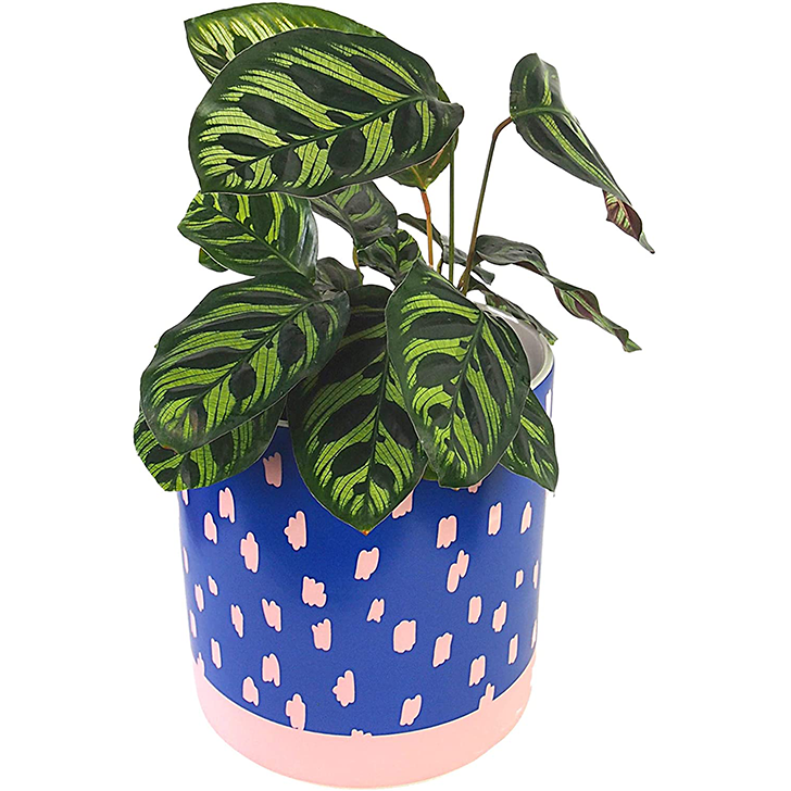 Don’t Let Your Plant Baby Down With the Wrong Pot