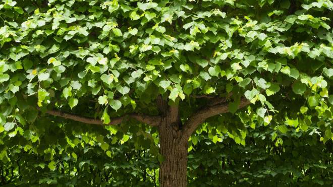 Plant These Trees for an Aromatic Garden