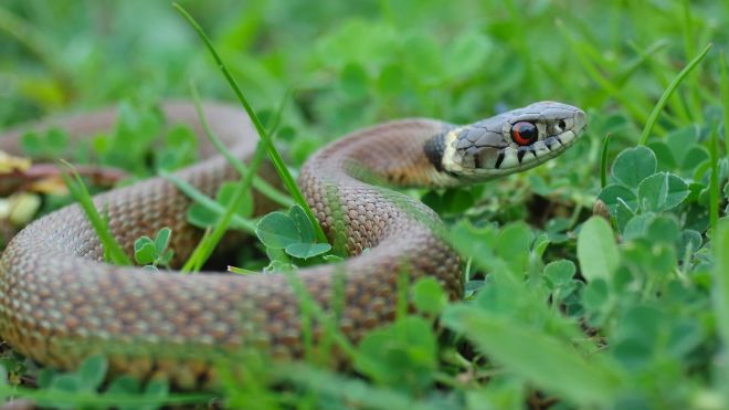Why You Have Snakes in Your Yard, and How to Keep the Bad Ones Out