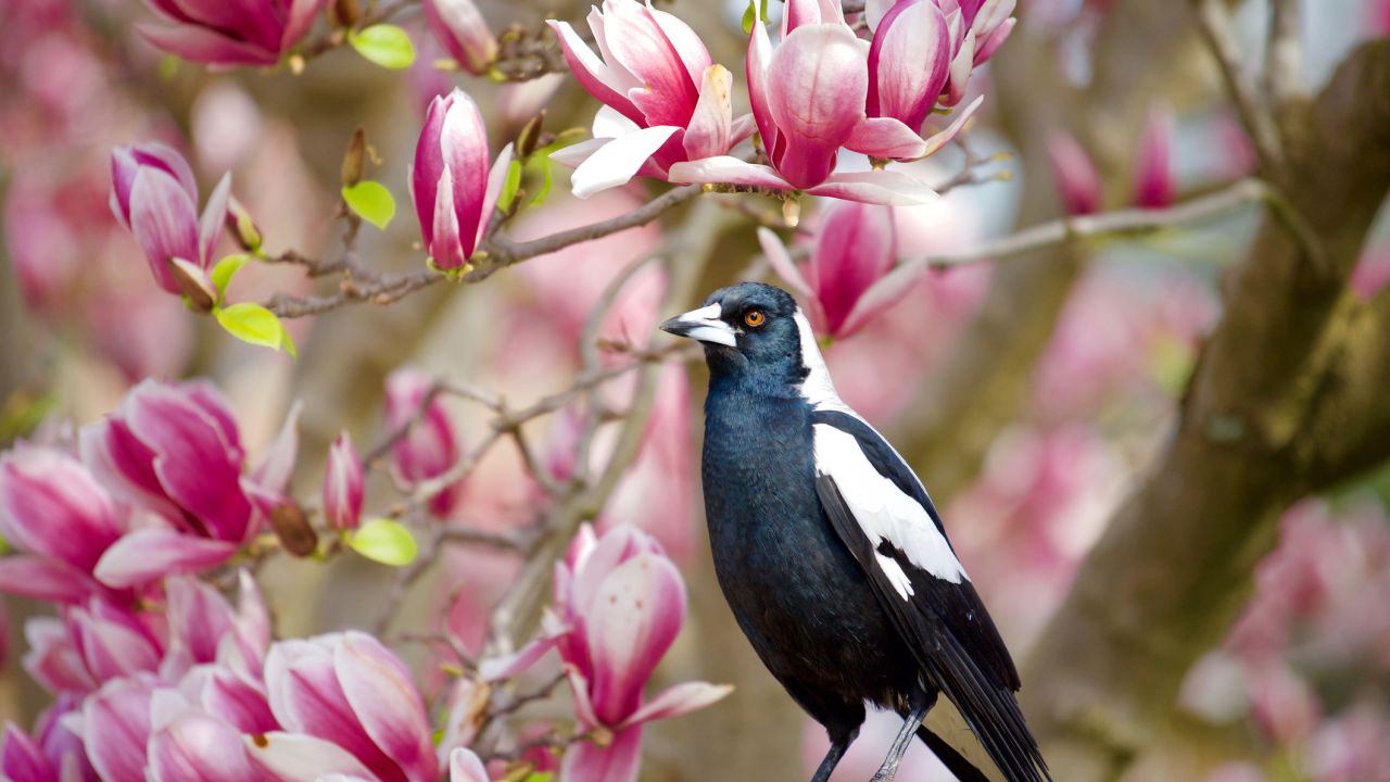 How To Befriend A Magpie
