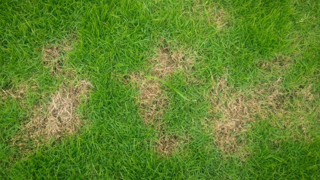 How to Patch the Dead Spots on Your Lawn